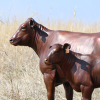 Red Angus Cow And Calf